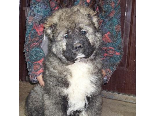 Kennel "Duchman" sale male Caucasian Shepherd 